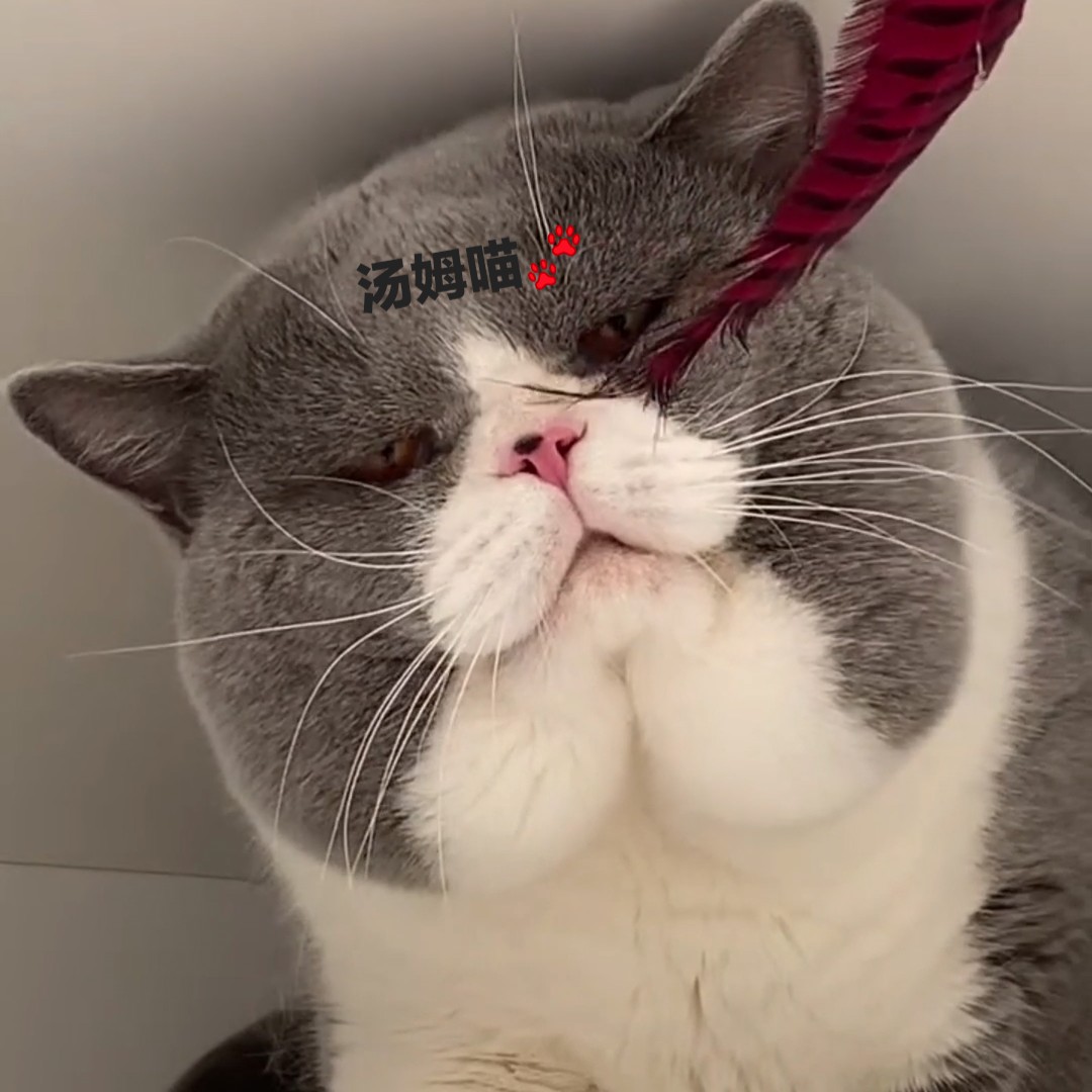 赛级蓝猫蓝白猫矮脚短腿曼基康cfa纯种澳血英国短毛猫蓝白矮脚小公母